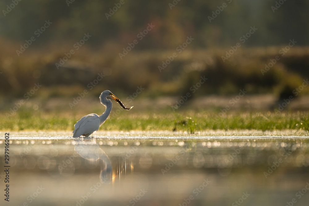 Fototapeta premium A Great Egret catches a Chain Pickerel fish in the shallow water as it splashes around glowing in the golden morning sunlight with a reflection.