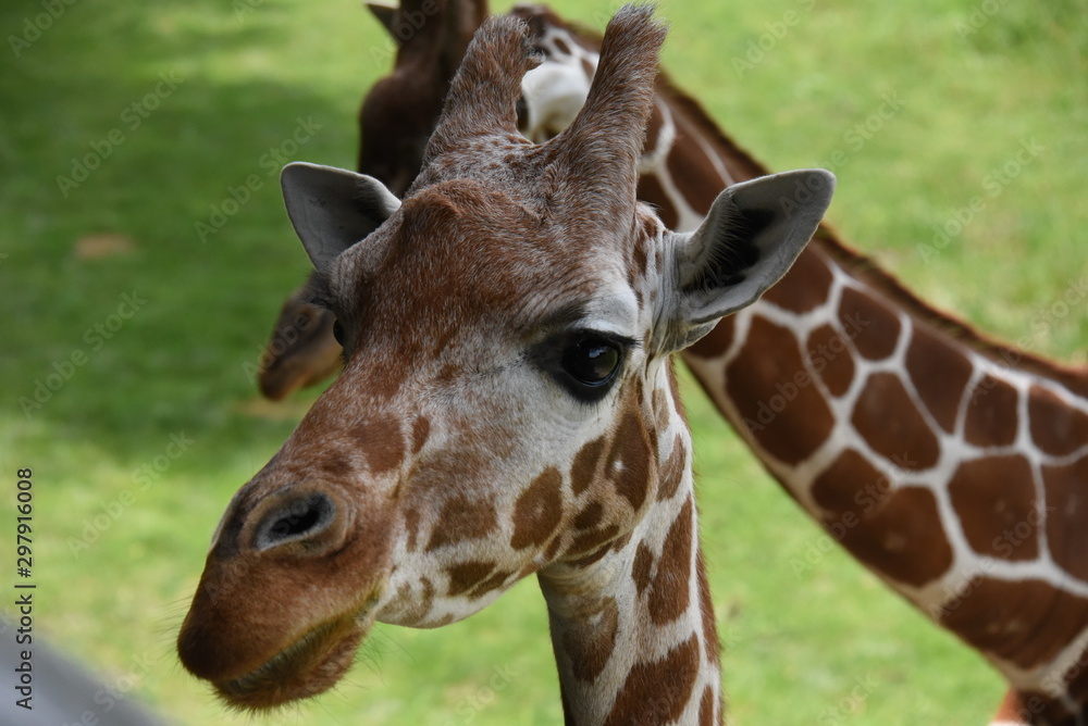 Naklejka premium Giraffe Pair