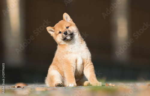 little shiba inu puppy runs
