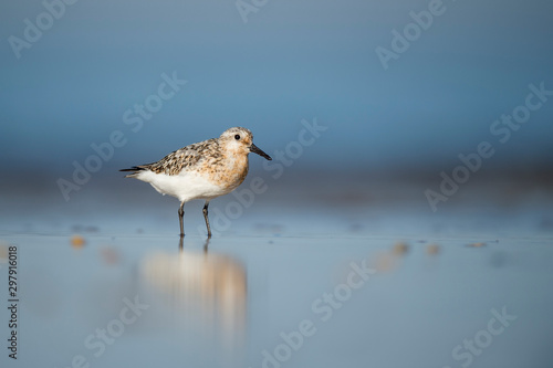 A Sanderling stands on a wet sandy beach in the bright sun with its reflection and a smooth foreground and background.