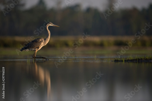 A Great Blue Heron wades in shallow water in the early morning sunlight with its reflection in the calm water.