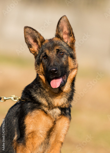 German shepherd puppy looks