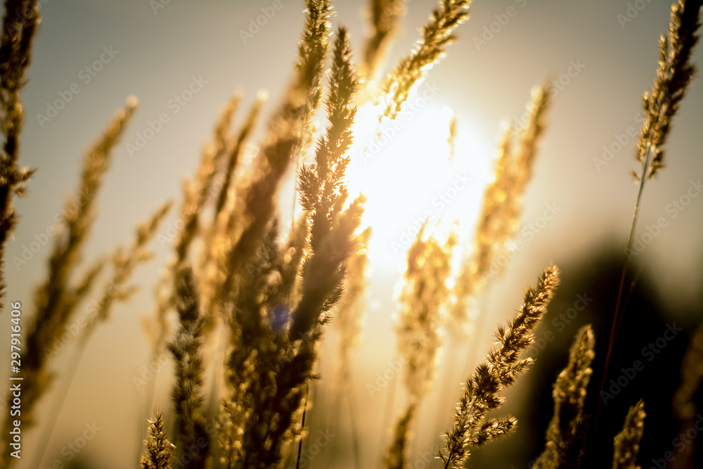 Fototapeta premium field of wheat