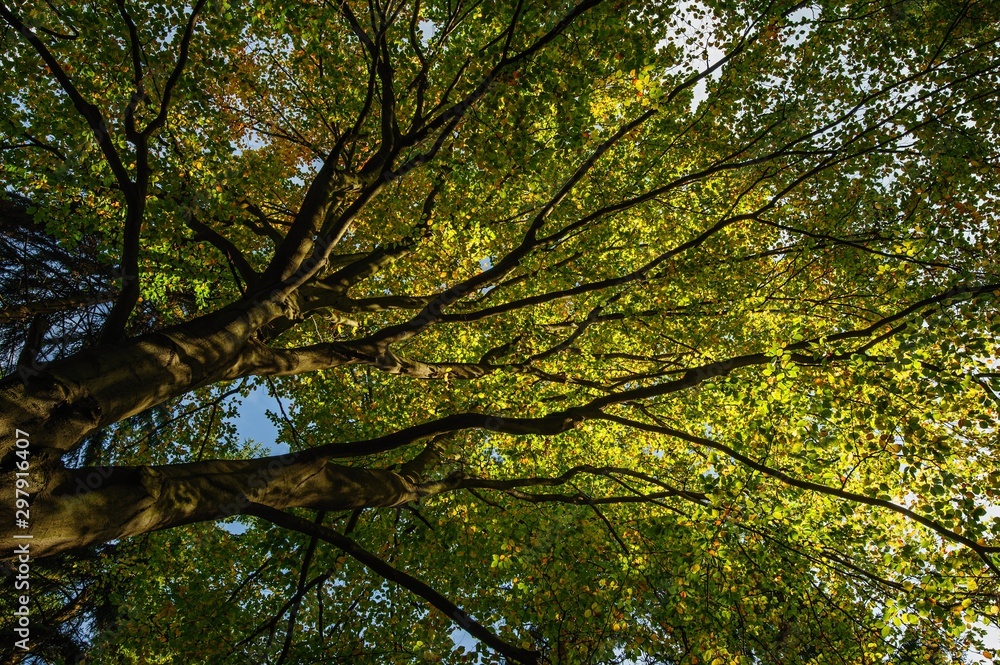 Obraz premium View into beautiful green trees