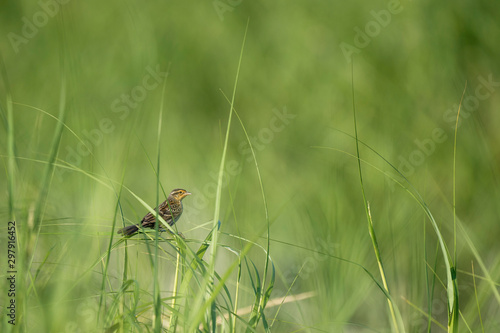 A female Red-winged Blackbird perched in the bright green marsh grasses
