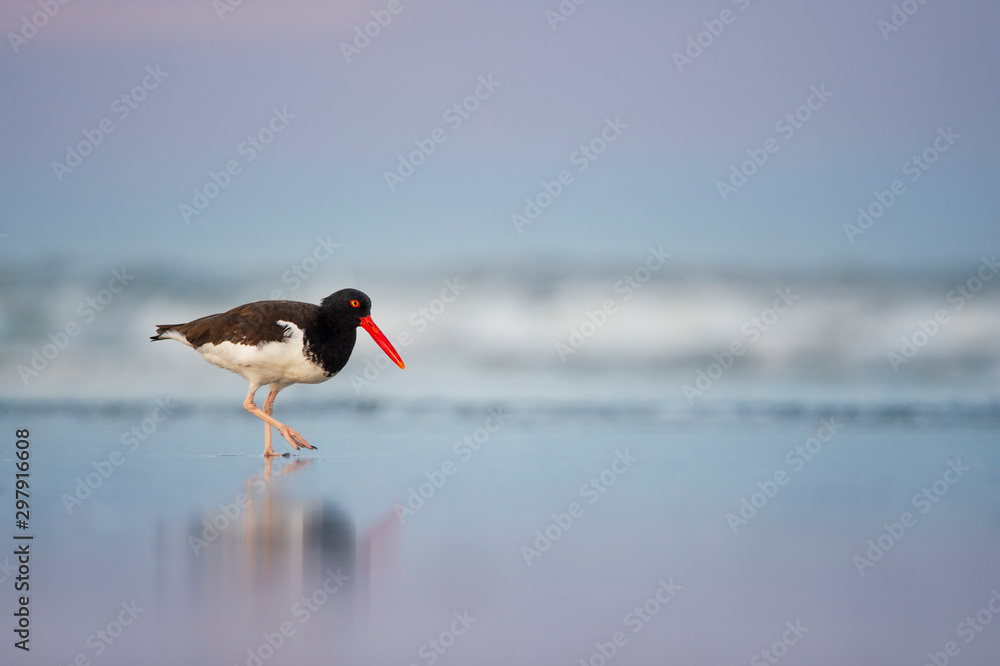 An American Oystercatcher walks on a wet sandy beach in soft pastel dusk colors with the ocean waves in the background out of focus. An American Oystercatcher walks on a wet sandy beach in soft pastel dusk colors with the ocean waves in the background out of focus.