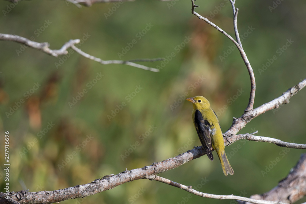 A Scarlet Tanager perched on a dead branch in the bright morning sunlight. A Scarlet Tanager perched on a dead branch in the bright morning sunlight.