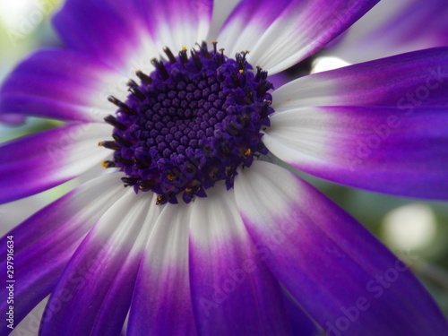 closeup of purple flower