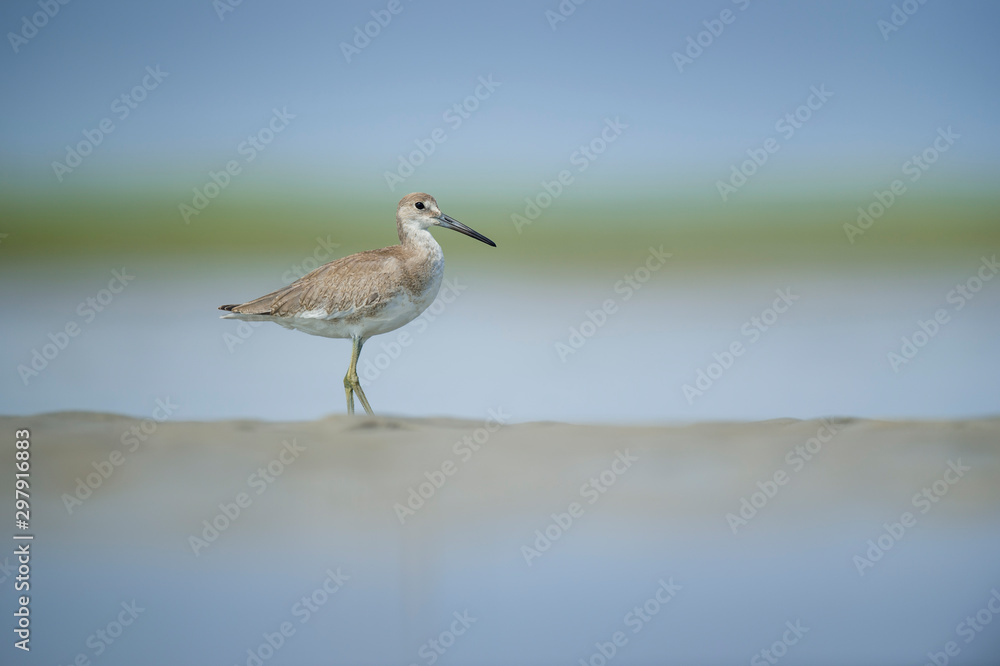 A Willet stands in the light sand in shallow water with a smooth blue and green background in the bright sunlight.