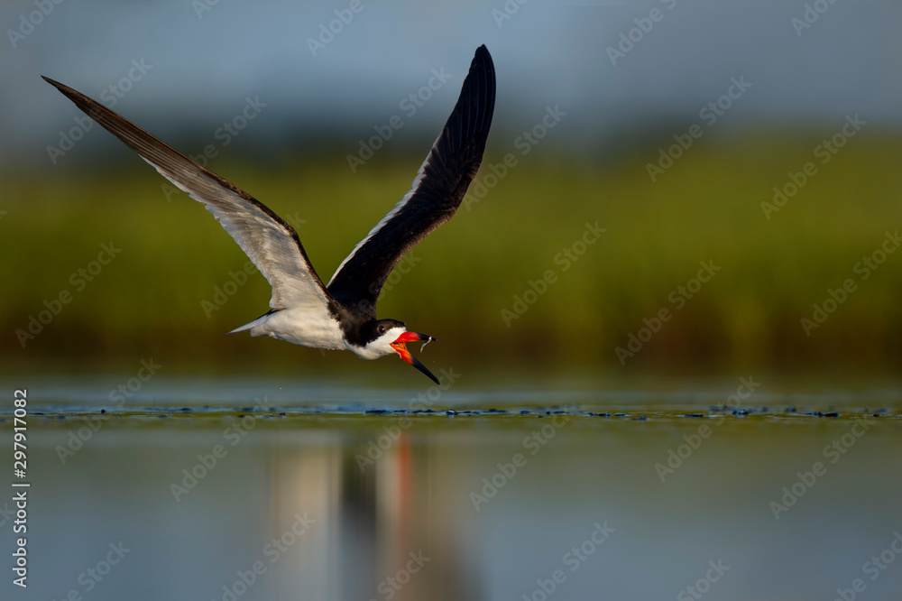 A Black Skimmer flies and tosses a minnow in the air to catch with a smooth marsh grass background rayhennessy Foto Poster Wandbilder bei EuroPosters
