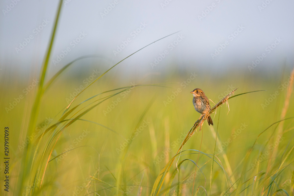 A Seaside Sparrow perched in the tall bright green marsh grasses in the early morning golden sunlight. A Seaside Sparrow perched in the tall bright green marsh grasses in the early morning golden sunlight.