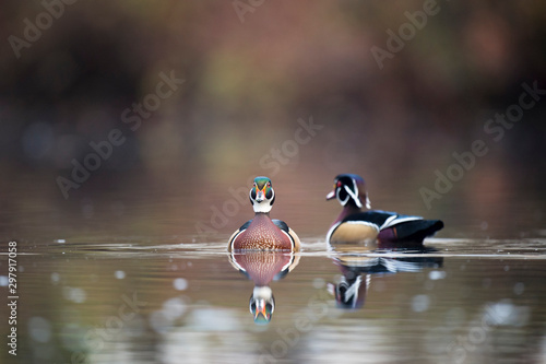 A pair of male Wood Ducks float on a pond in soft overcast light with a clear reflection in the calm water.