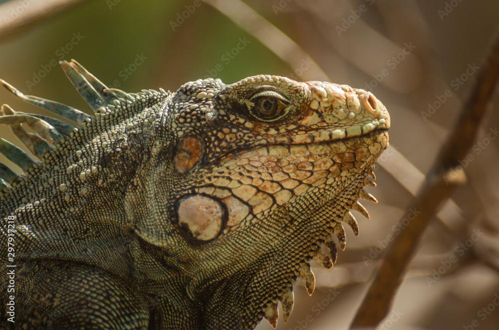 Wild iguana on Guadeloupe Wild iguana on Guadeloupe