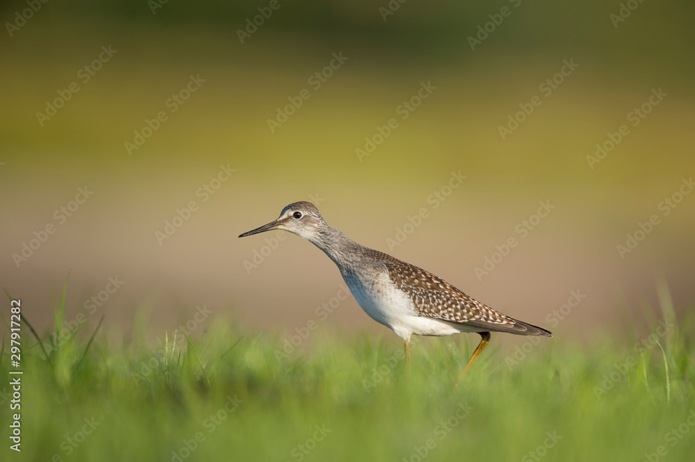 A Lesser Yellowlegs walks in short bright green grass in the early morning sunlight. A Lesser Yellowlegs walks in short bright green grass in the early morning sunlight.
