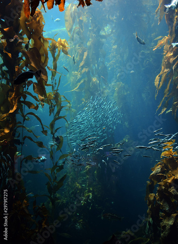 fish swimming around in kelp forest