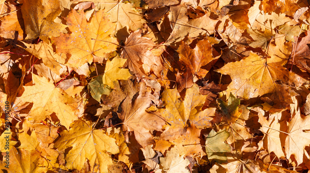 Golden and red autumn foliage covers ground. Colorful backround image of fallen autumn leaves. Nature abstract view of vibrant leaves. Golden and red autumn foliage covers ground. Colorful backround image of fallen autumn leaves. Nature abstract view of vibrant leaves.