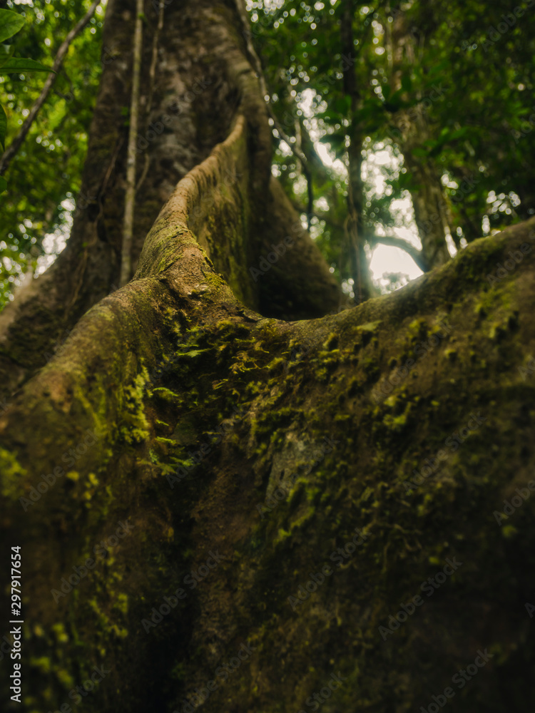 Large tropical tree trunk.