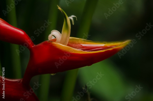 Tropical plant-Heliconia Caribaea. photo