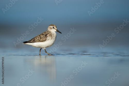 A Semipalmated Sandpiper stands on a wet sandy beach in the bright sun with its reflection and a smooth foreground and background.