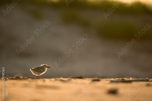 A young Black Skimmer Chick stands on the sandy beach as it glows in the early morning orange sunlight. © rayhennessy