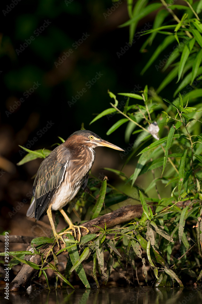 A Green Heron perched near the edge of water stalks for food in the bright sunlight with green leaves around. A Green Heron perched near the edge of water stalks for food in the bright sunlight with green leaves around.