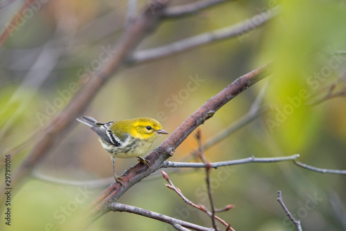 A Black-throated Green Warbler perched in a tree with green leaves in its fall non-breeding plumage.