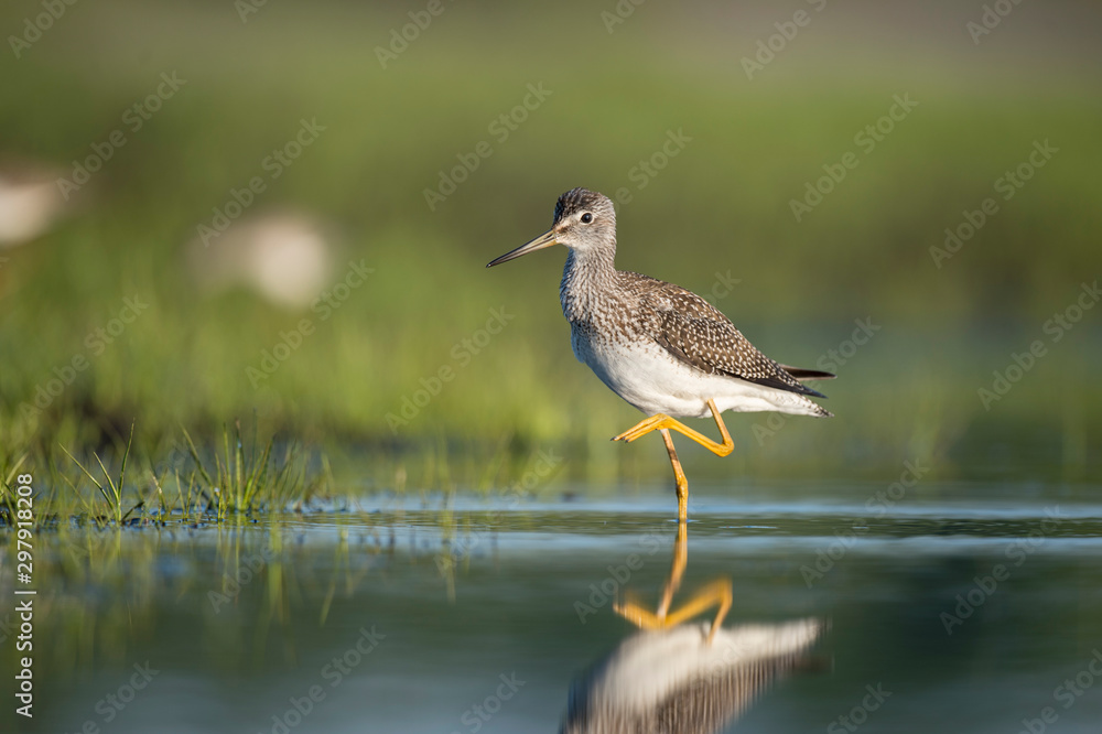 A Greater Yellowlegs walks in shallow water and bright green grass in the early morning sunlight. A Greater Yellowlegs walks in shallow water and bright green grass in the early morning sunlight.