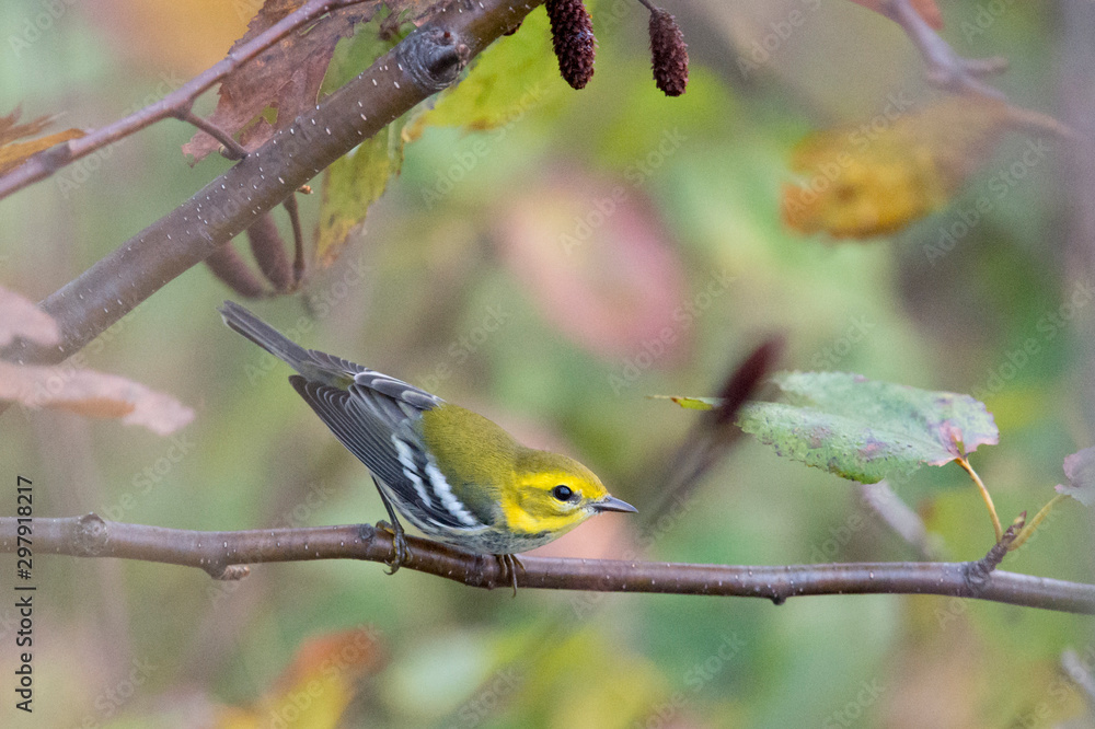 A Black-throated Green Warbler perched in a tree with green leaves in its fall non-breeding plumage. A Black-throated Green Warbler perched in a tree with green leaves in its fall non-breeding plumage.