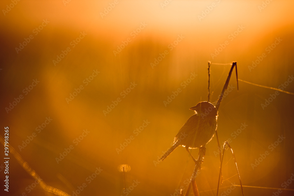 A Seaside Sparrow perched in the marsh grass glowing in the golden early morning sunlight. A Seaside Sparrow perched in the marsh grass glowing in the golden early morning sunlight.