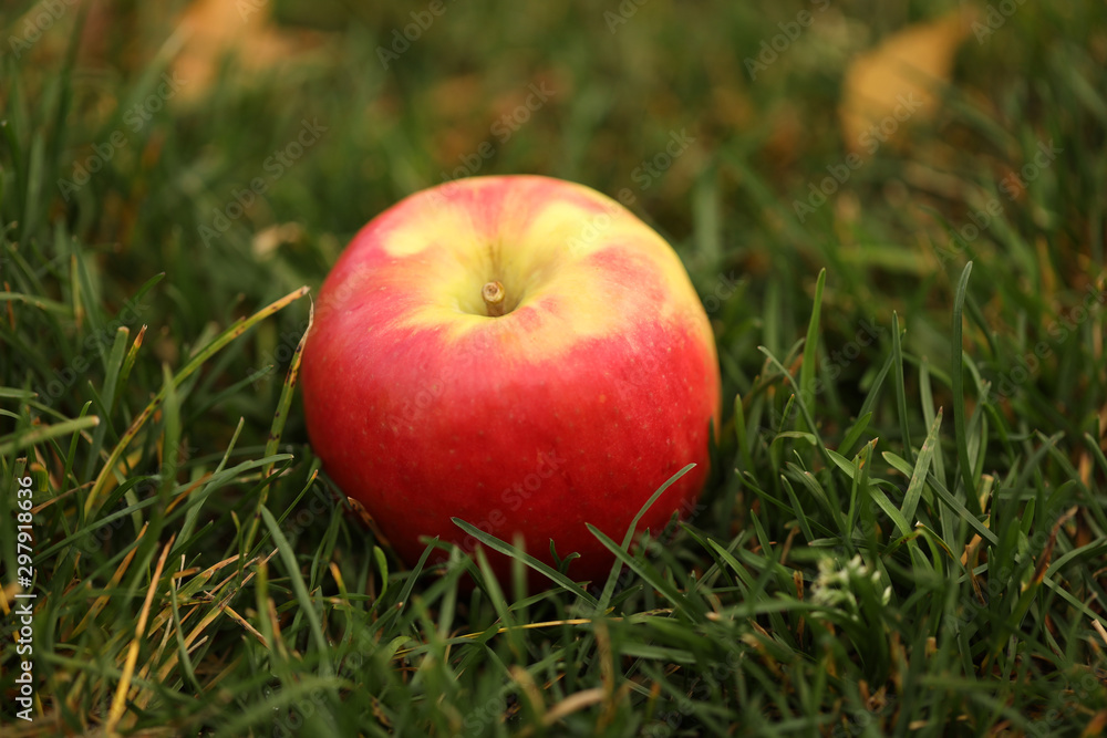 red apple in green grass