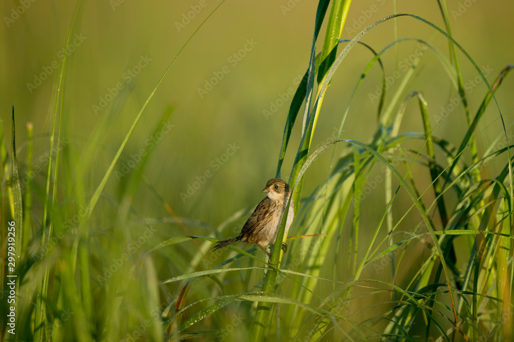 A Seaside Sparrow perched in the marsh grasses in the early morning sunlight with a smooth green and blue background. A Seaside Sparrow perched in the marsh grasses in the early morning sunlight with a smooth green and blue background.