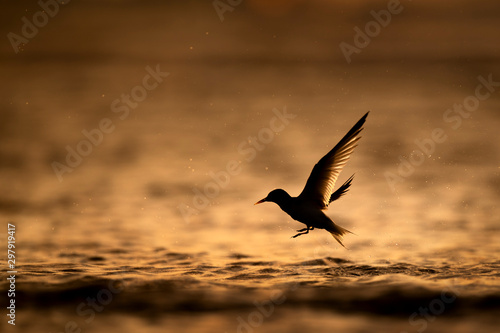 A Least Tern flies out of the water silhouetted against the orange water at sunrise. © rayhennessy