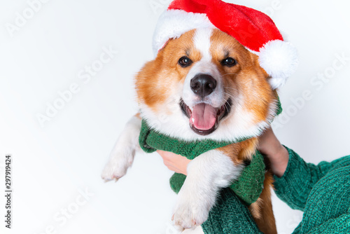 Portrait of the little funny puppy corgi in red santa claus cap, standing in studio isolated on white © Ксения Левашова