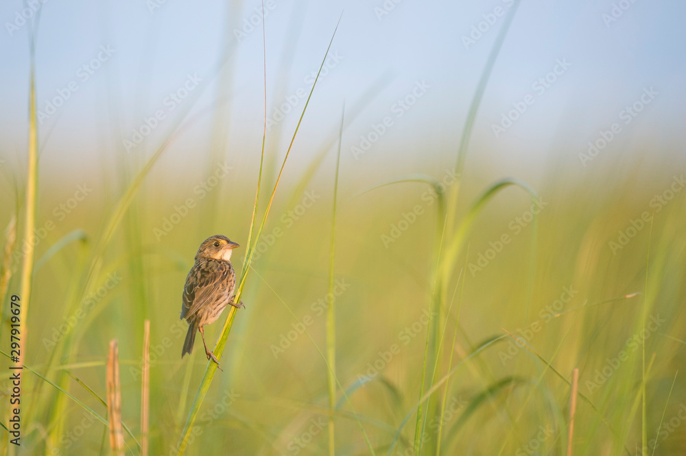 A Seaside Sparrow perched in the tall bright green marsh grasses in the early morning golden sunlight. A Seaside Sparrow perched in the tall bright green marsh grasses in the early morning golden sunlight.