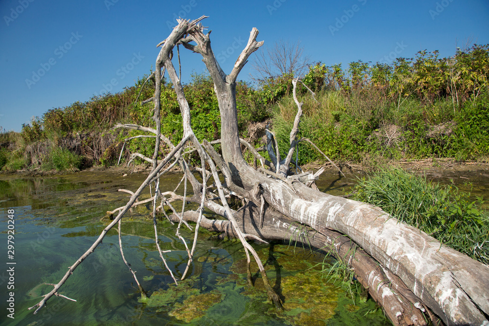 Dry tree with clumsy branches fallen into the river . Dry tree in a dirty river.