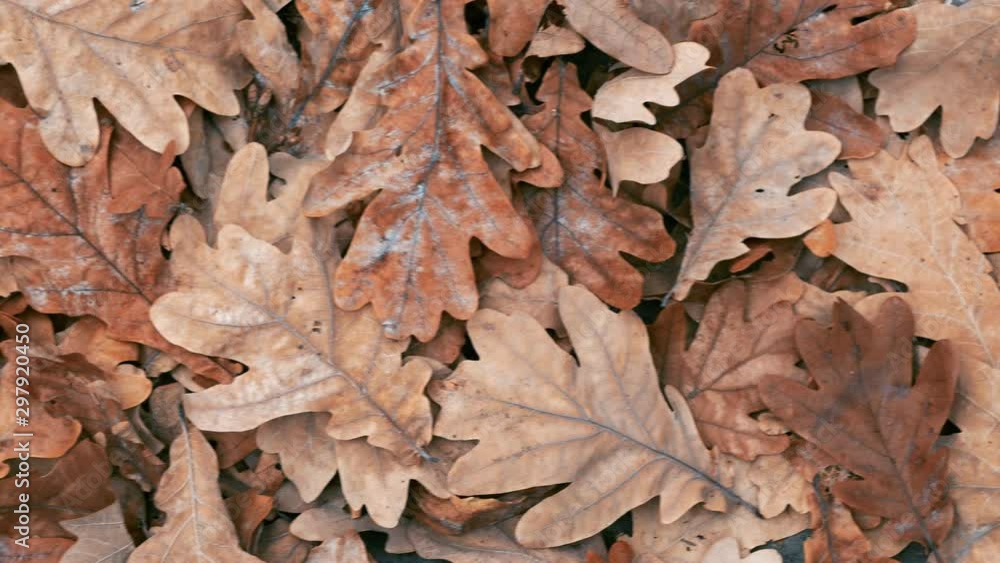 Fallen autumn oak leaves on the ground. Panoramic camera move. Leaf texture 4k Fallen autumn oak leaves on the ground. Panoramic camera move. Leaf texture 4k