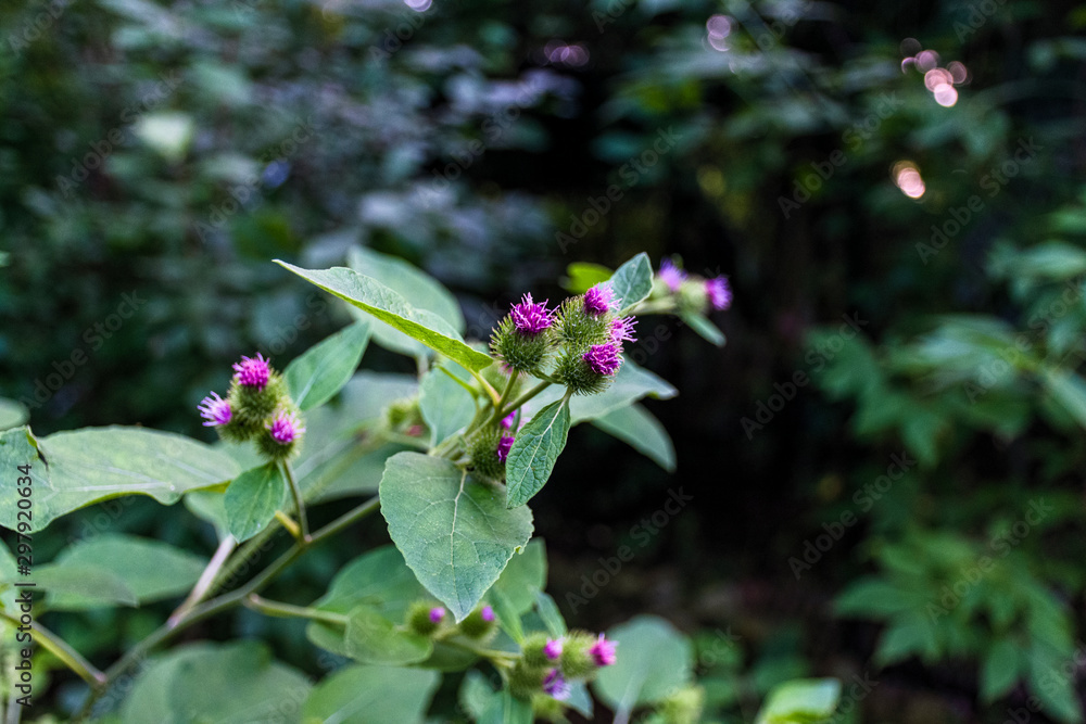 lesser burdock with pink flower lesser burdock with pink flower