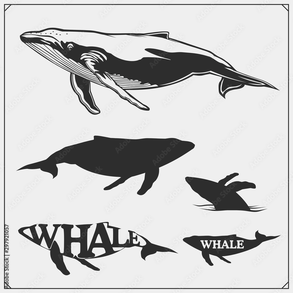Naklejka Vector illustration and silhouettes of beautiful whales. Ecology emblems design.