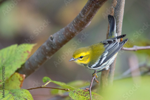 A Black-throated Green Warbler perched in a tree with green leaves in its fall non-breeding plumage.