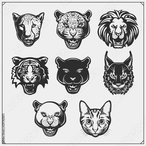 Vector emblems with bobcat, lion, panther, cat, cheetah, cougar and leopard for a sport club. Design for t-shirt.