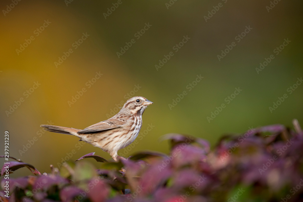 A Song Sparrow perched in a red colored bush in soft light with an orange and green smooth background.
