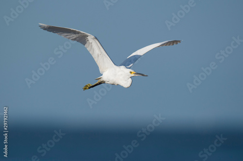 A Snowy Egret flies in front of the ocean and a blue sky in the bright sun.