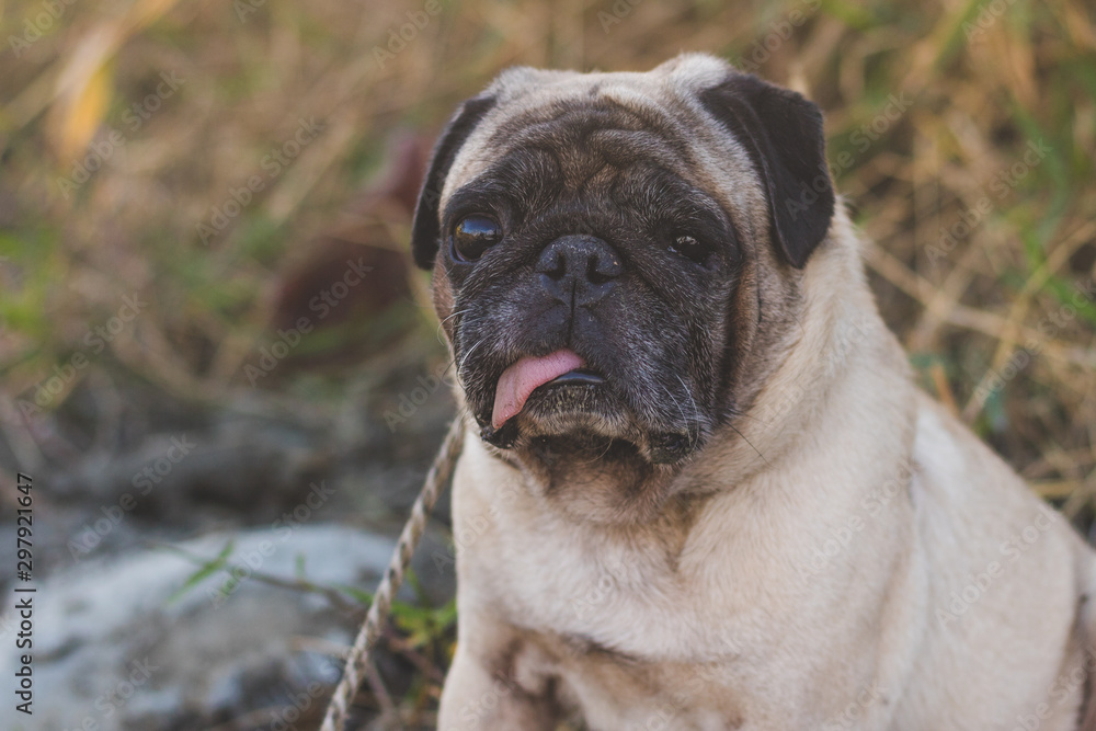 pug dog in afternoon with warm colors