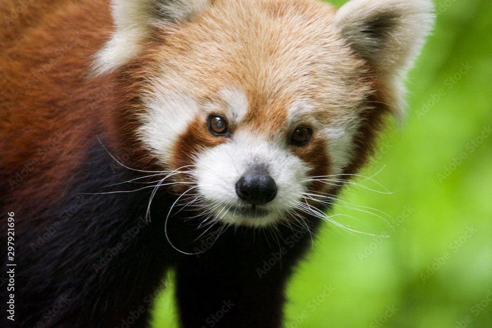 Red Panda Closeup Red Panda Closeup