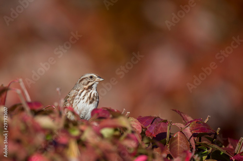 A Song Sparrow perched in bright red and orange leaves in autumn color with a colorful background.