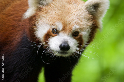 Red Panda Closeup