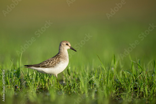 A Semipalmated Sandpiper stands in the short green grass in the early morning sunlight with a smooth green background.