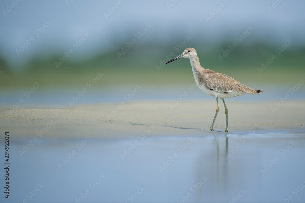 A Willet stands in the light sand in shallow water with a smooth blue and green background in the bright sunlight. A Willet stands in the light sand in shallow water with a smooth blue and green background in the bright sunlight.