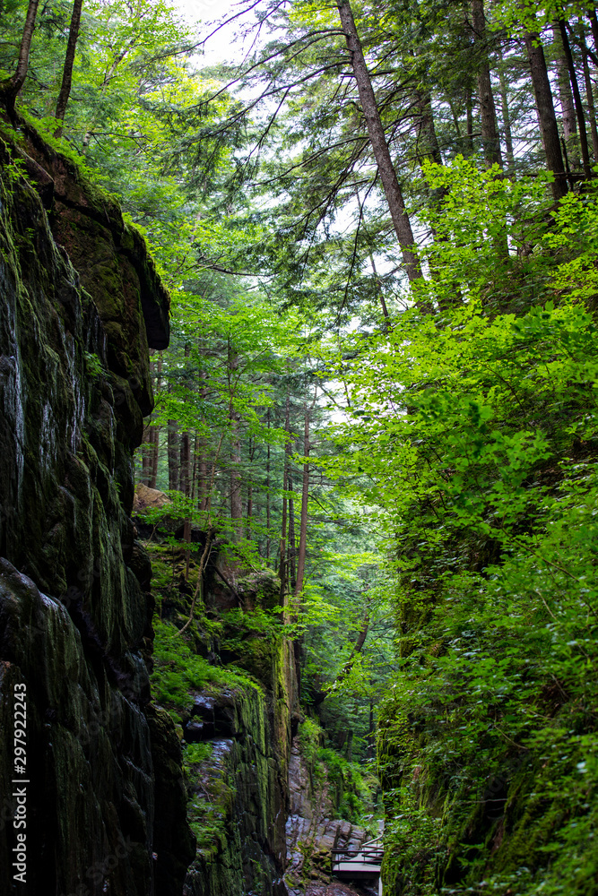 natural gorge wall New Hampshire thick forest looks tropical natural gorge wall New Hampshire thick forest looks tropical
