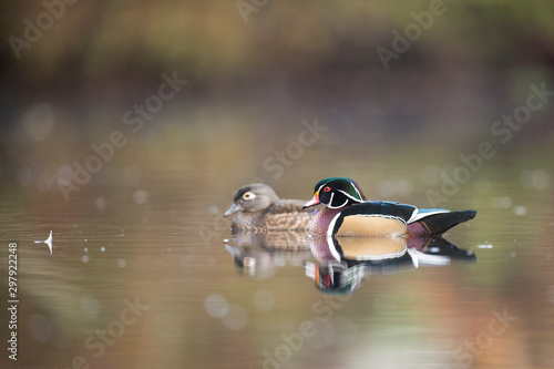Photography Male and female Wood Ducks swim on a calm pond in autumn with the colorful trees reflected in the calm clear water in soft overcast light
